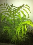 IMG_0705.jpg