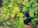 menthe3.jpg
