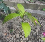 20140602_183253_2.jpg