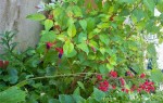 Fuchsia 'genii'