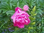 Fleurs de mai 025.JPG