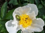 Krinkled White et 2 sdf