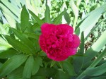 Fleurs avril 146.JPG