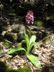 IMG_7236 [orchis].JPG