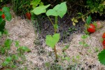 plante2.jpg