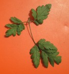 plante 2.JPG