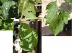 1/ trous sur les fraises,<br />2 et 3/ sur le basilic,<br />4/ tomate,<br />5/ taches sur tomate