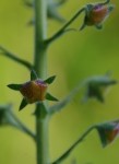 boutonIMGP3882rec (465x640).jpg