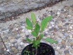 arbre à identifier 3bis.jpg
