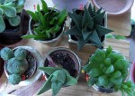 5 plantes _1.jpg