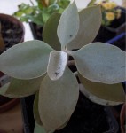 Plante 6_1.jpg