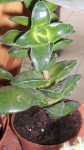 Plante 7_1.jpg