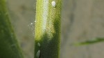 P6050650 3.JPG