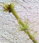 IMG_2797.JPG