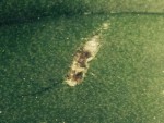 Tâche bizarre sur ma feuille