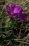 IMGP3933prim pied (410x640).jpg