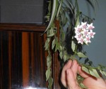 plante fleurie 003.JPG