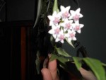 plante fleurie 002.JPG