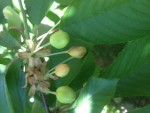 Voilà le cerisier en question