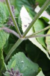 DSC_2348.JPG