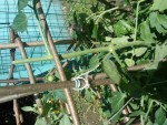 DSC00506.JPG