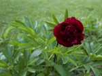 pivoine.jpg