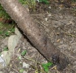 arbre mourant, tronc dans son ensemble