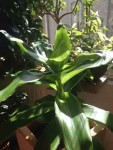 Plant debout.jpg