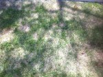IMG_2231.JPG