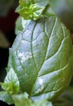 Pb Menthe 1.JPG