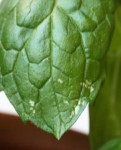 Pb Menthe 2.JPG