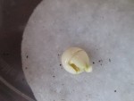 et le pépins pamplemousse qui m'a fais un départ de racine mais qui se fendille de par tout O_o
