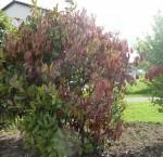photinia.jpeg