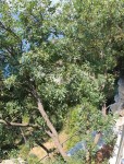 IMG_1602.JPG