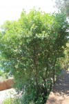 IMG_1619.JPG