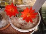 rebutia minuscula fleur 2.JPG