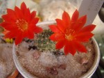 rebutia minuscula fleur 3.JPG