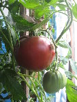 tomates 015.jpg
