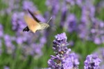 insecte IMG_2115.jpg
