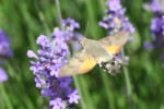 insecte IMG_2119.jpg