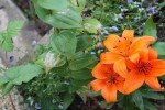 IMG_4243 001.jpg