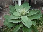 Bobigny Jardin 011.jpg