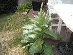 Bobigny Jardin 012.jpg