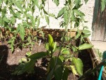 Piment-1.jpg