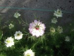 DSCN9782.JPG