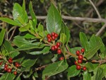 Rhamnus alaternus 5.JPG