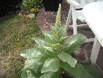 Bobigny Jardin 013.jpg