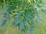 0b4325233f_fraxinus_excelsior2_dr.jpg