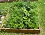 Carre potager.jpg