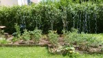 potager tomates.jpg